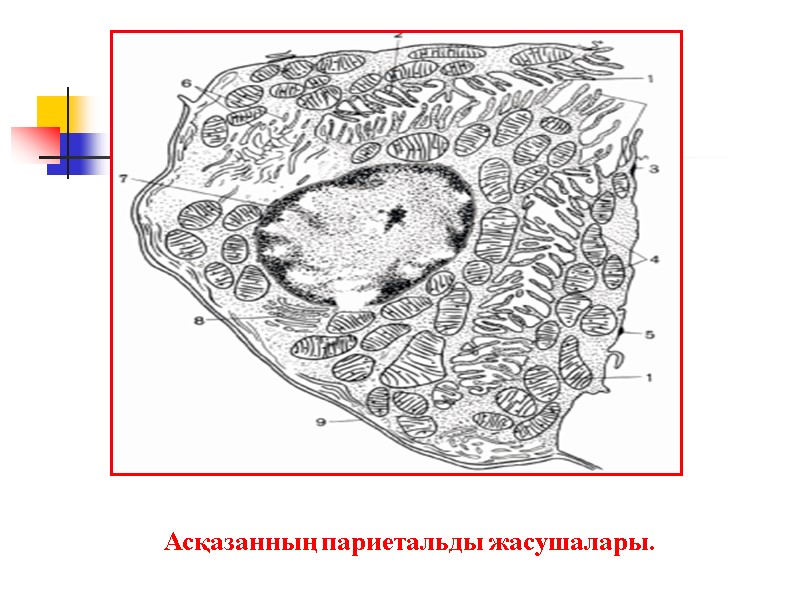 Асқазанның париетальды жасушалары.
